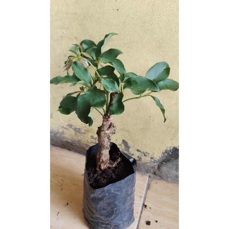 bahan bonsai tanaman Tlogosari realpic sesuai gambar