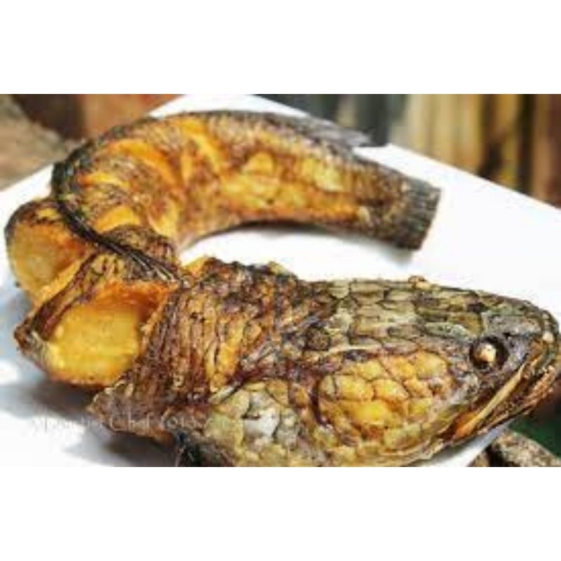 

ikan gabus /ikan rawa cocok untuk mempercepat penyembuhan sehabis operasi