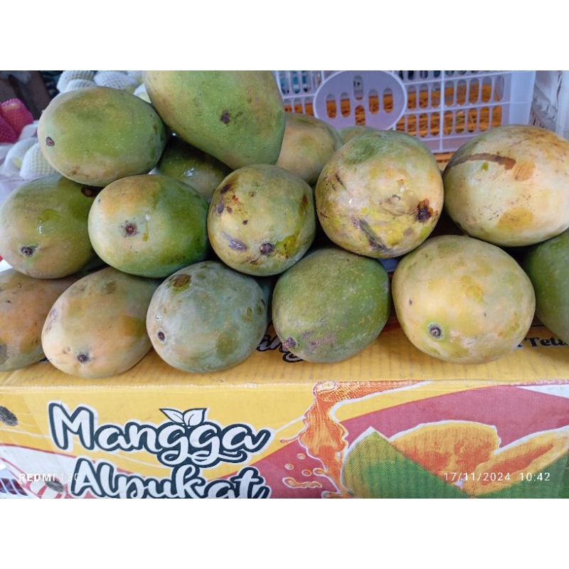 

MANGGA ALPUKAT