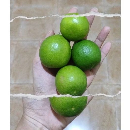 

JERUK NIPIS 500gr FRESH TERMURAH, HANYA PO PENGEMASAN (petik langsung kirim)