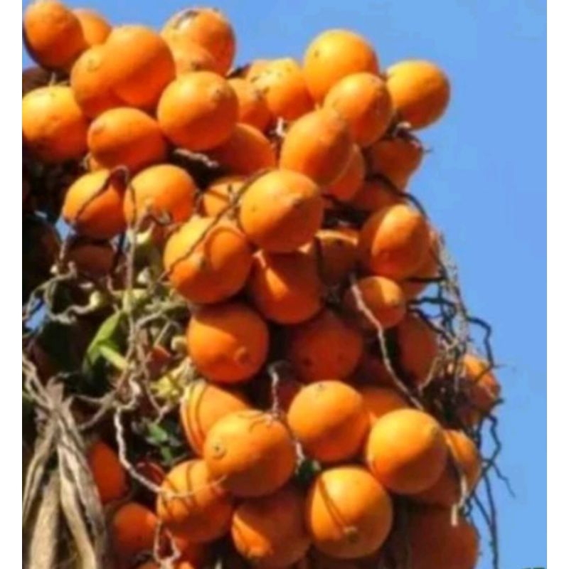 

New pinang batara tua Mateng 1kg