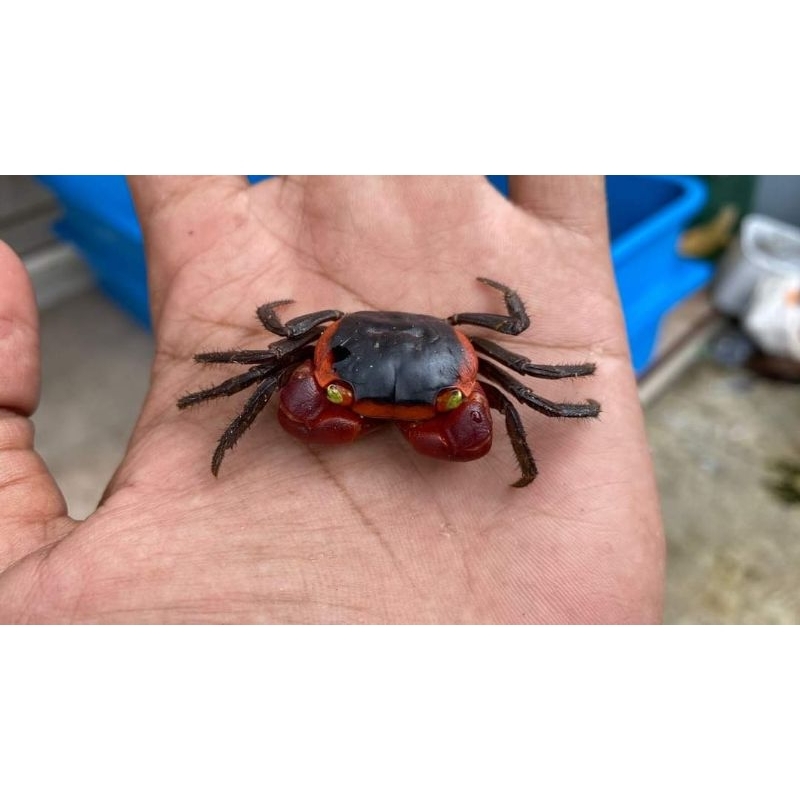 

kepiting hias Apple crab termurah
