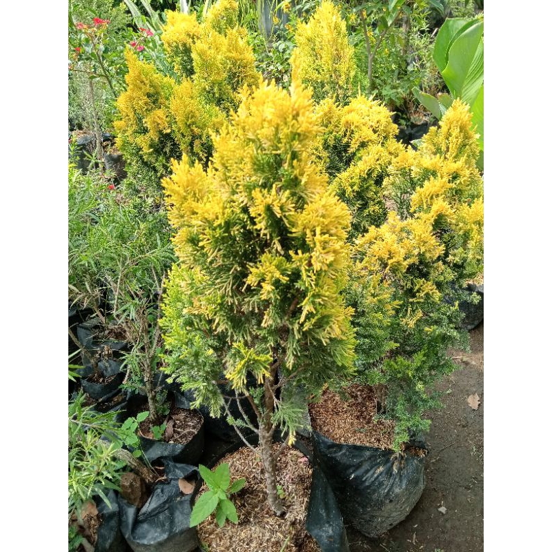 cemara gold rimbun besar