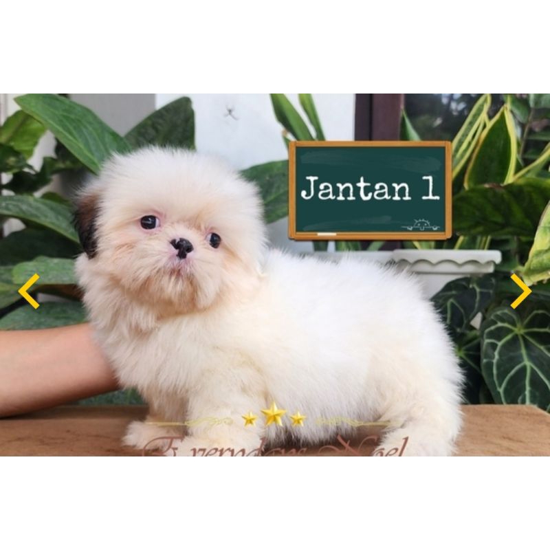 boneka lucu anjing shihtzu jantan stmb real