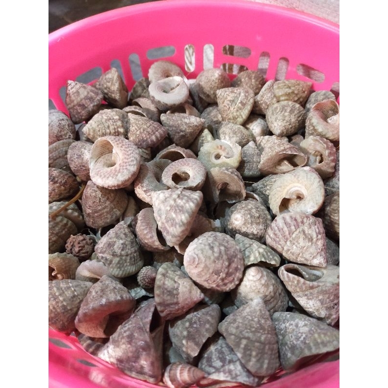 

Cangkang kerang - kerang tumpeng - kerang candi - cangkang kerang kerucut - aksesoris aquarium - bahan kerajinan