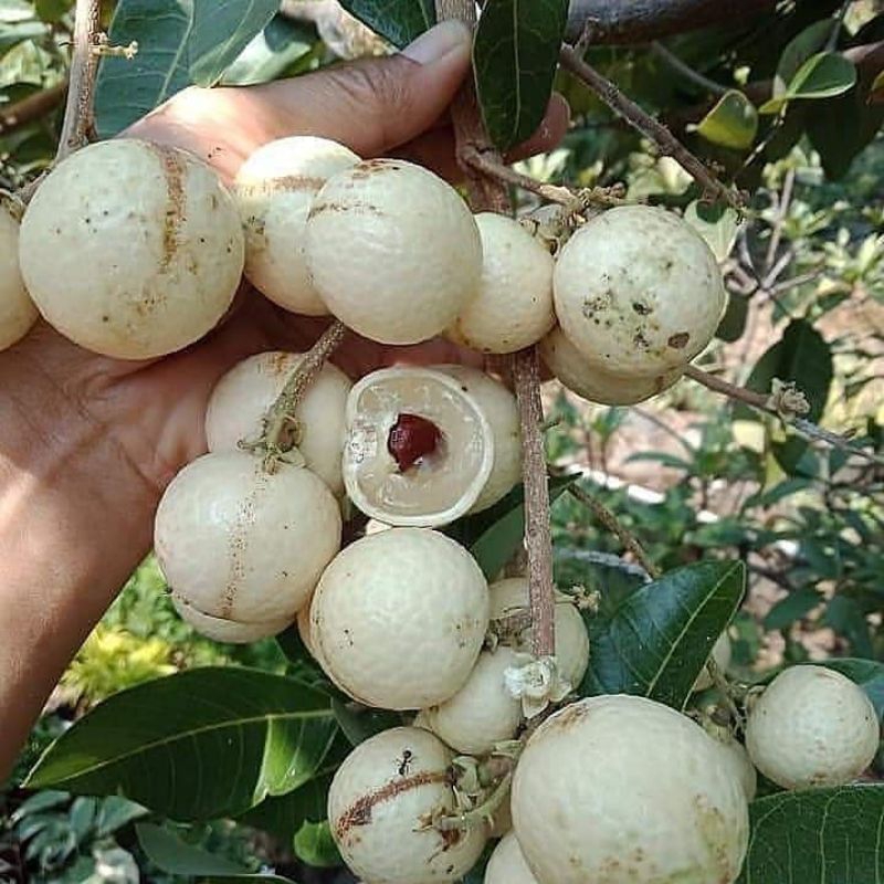 

KELENGKENG MATALADA MUDAH BERBUAH SUPER OKULASI