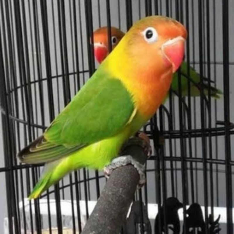 BURUNG LOVEBIRD JOSAN PARUH MERAH