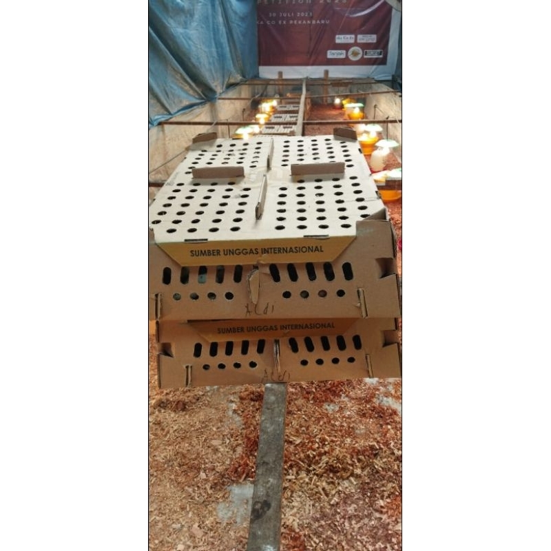 Doc Ayam Kampung Pedaging