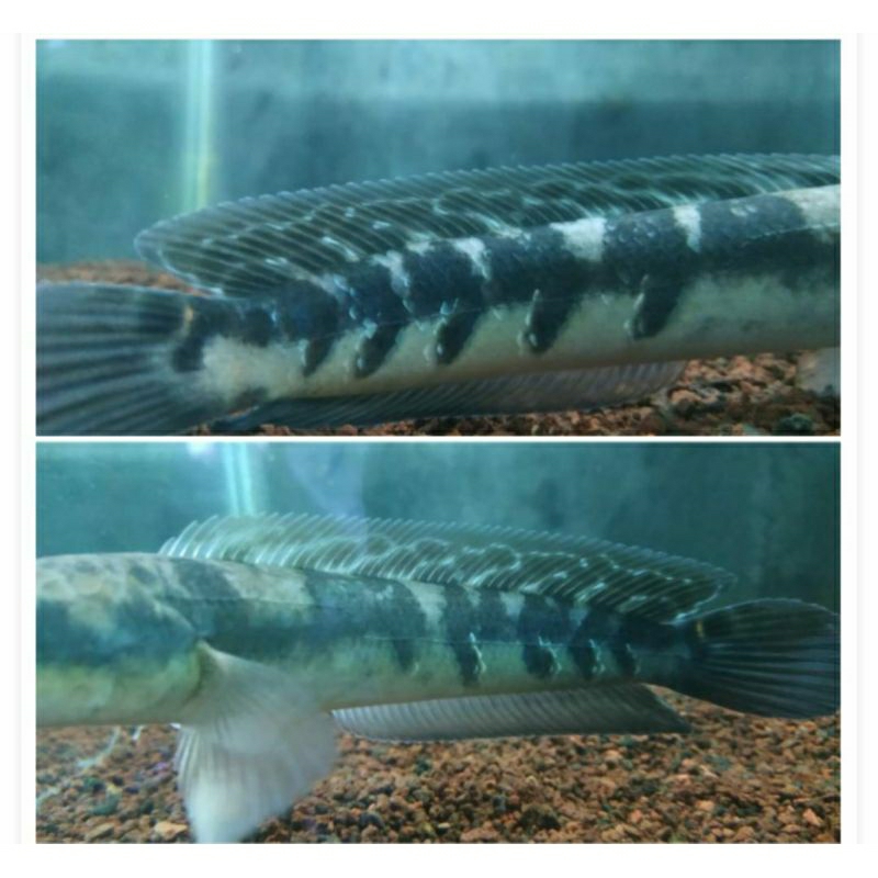 ikan channa YS kualitas cabung brontok