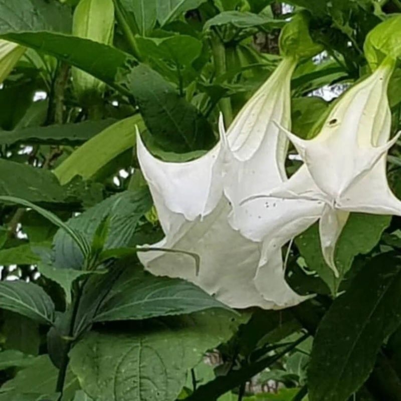

daun kucubung segar(datura metel)perlembar