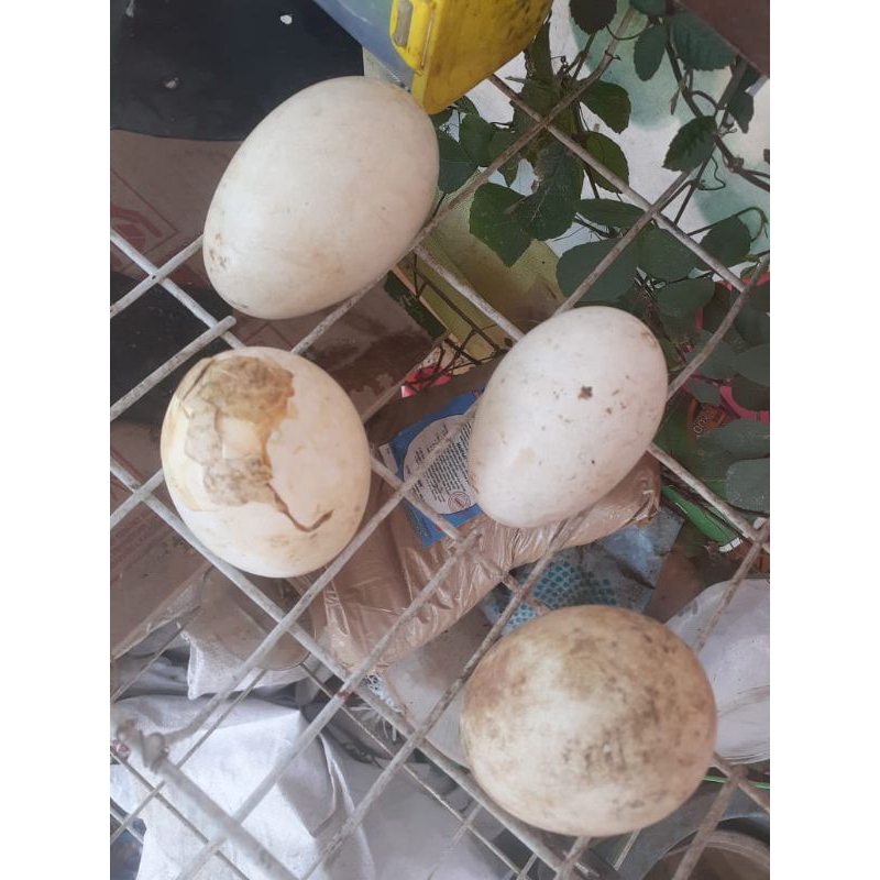 

Telur Angsa / Soang Busuk