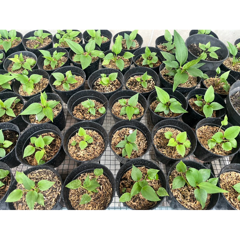 Bibit Anthurium Gelombang Cinta