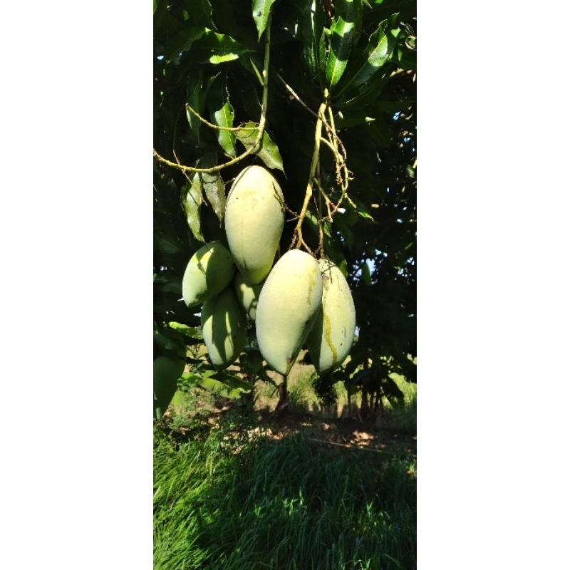 

READY.. mangga ompyong tua pohon per 10kg