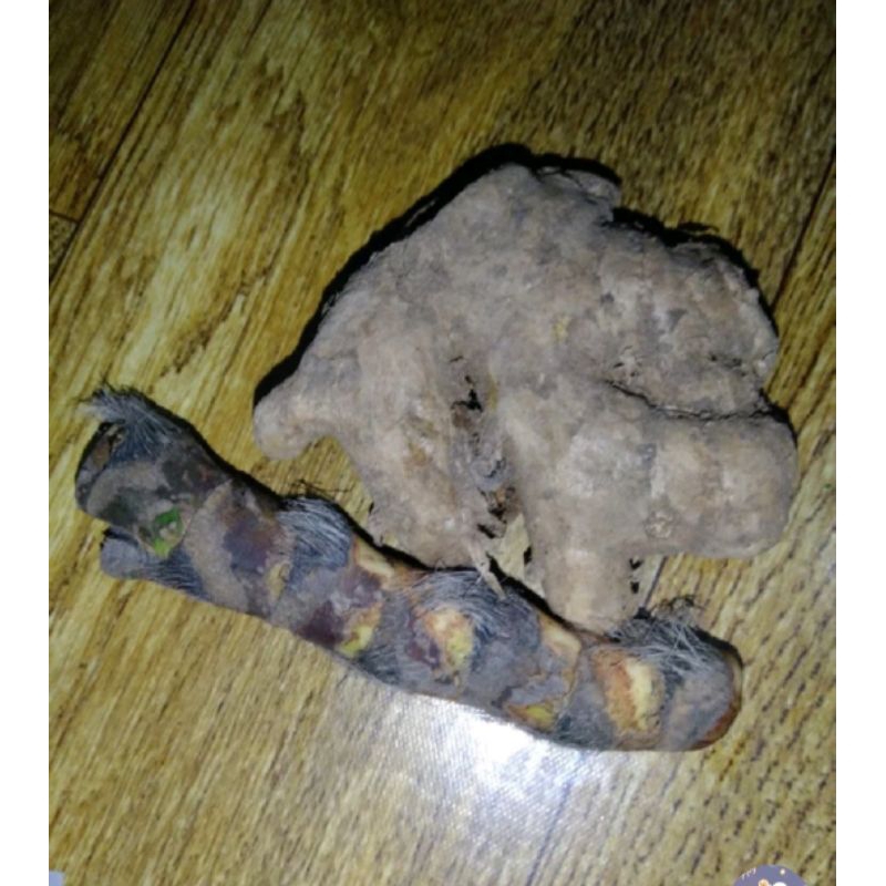 

Dlingu bengkle paket murah