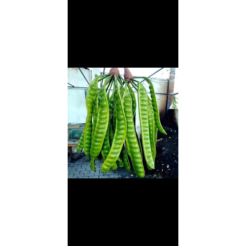 

isi 5 papan pete jawa murah