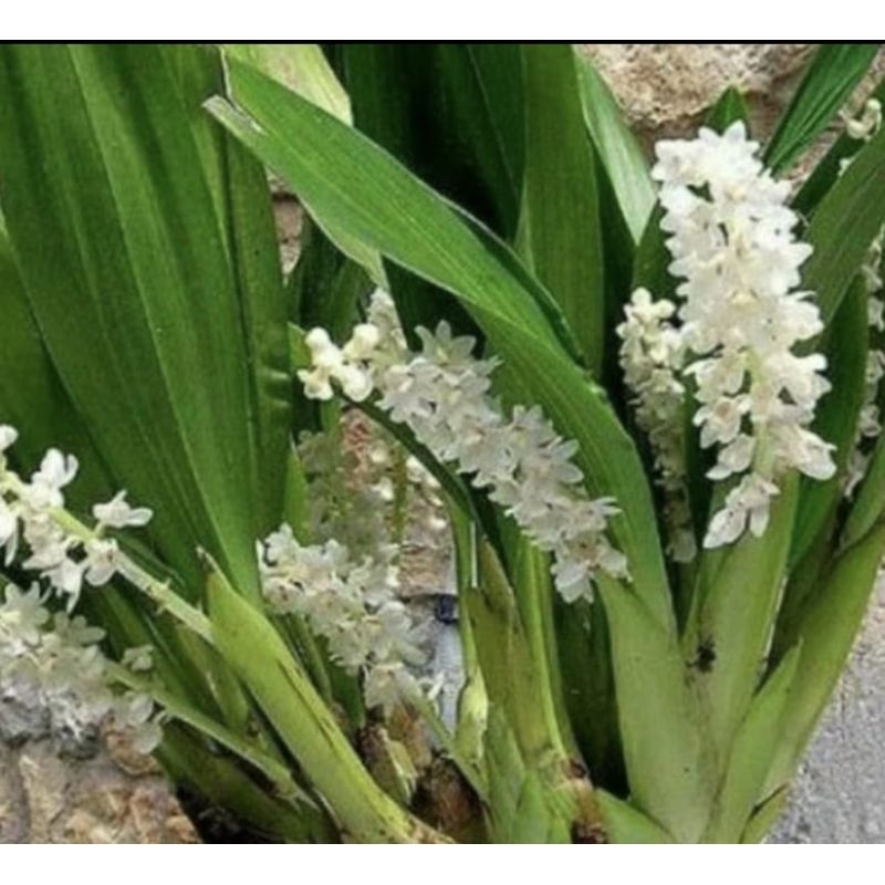 anggrek tanah bunga putih