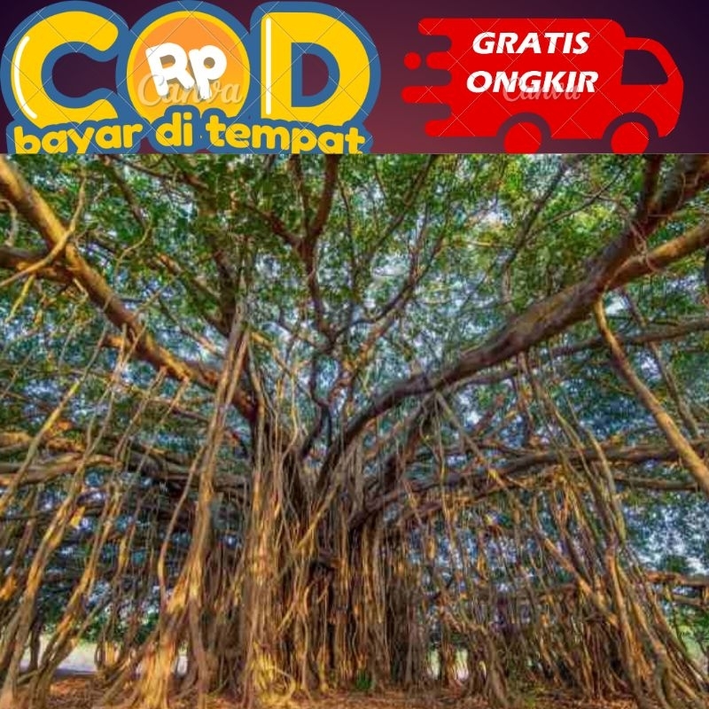 

kulit Pohan beringin segar diambil saat di pesan 100 gram