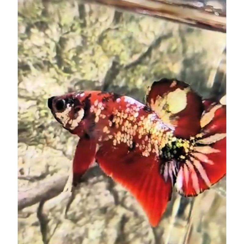 IKAN CUPANG RED KOI COOPER
