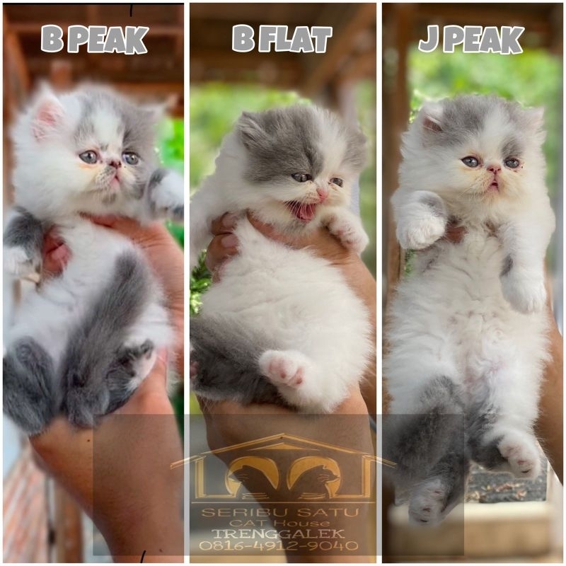 KUCING PERSIA MEDIUM FLATNOSE PEAKNOSE MUNCHKIN TERMURAH 1001CATHOUSE