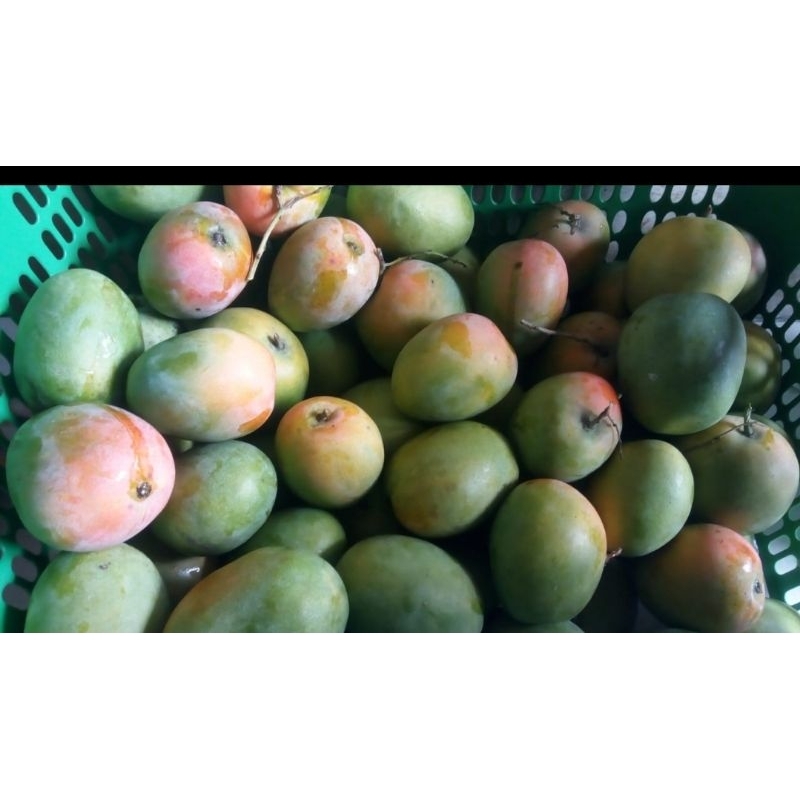 

Mangga Gincu Asli Indramayu (per kg)