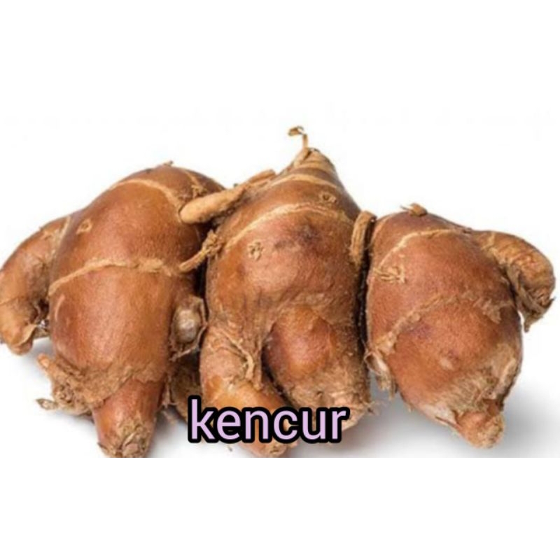 

KENCUR BESAR SEGAR RP 9.000 / 250 gram