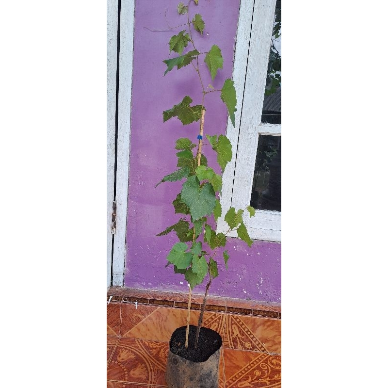 bibit anggur jenis jupiter tinggi 1 meter lebih