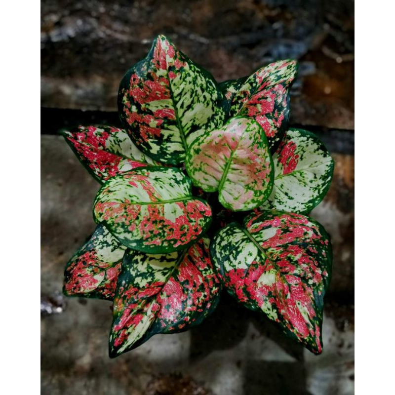 Aglonema Tri Colour