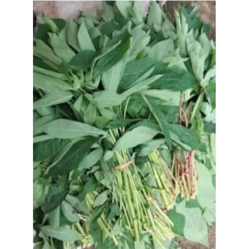 

daun singkong muda