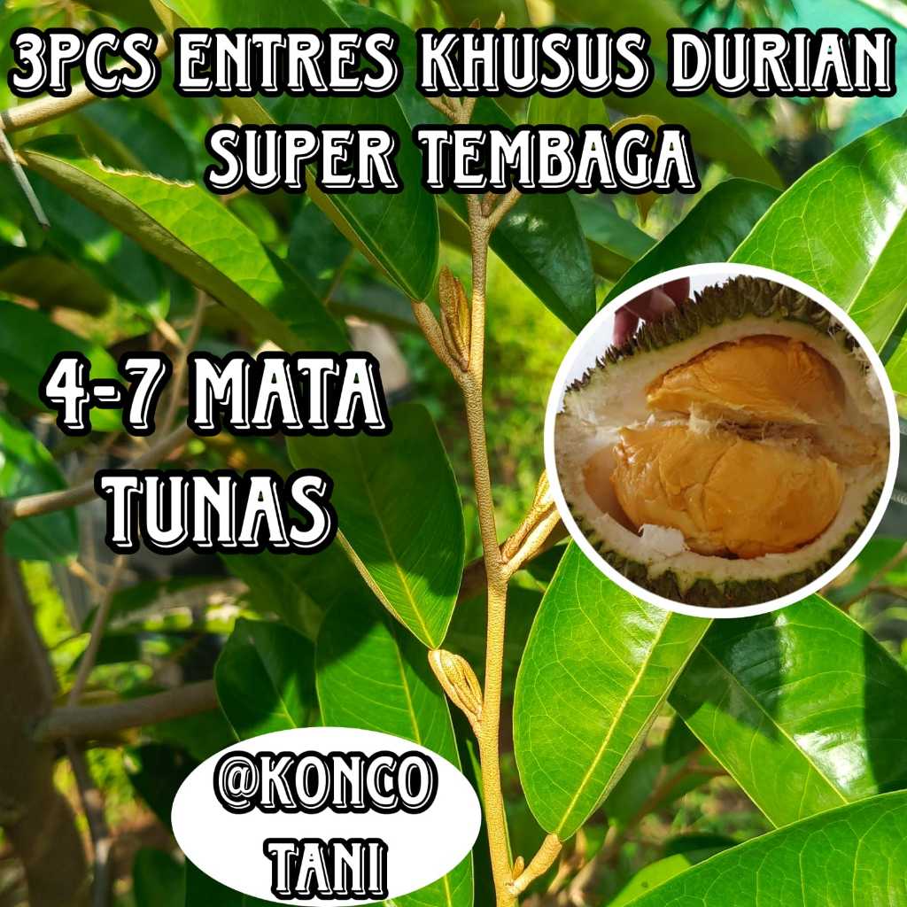 (KHUSUS) ENTRES DURIAN SUPER TEMBAGA MURAH DAN BERKUALITAS (3PCS)