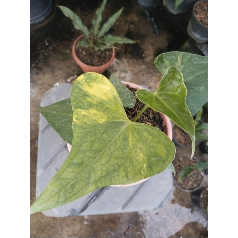 anthurium pteroductyl varigata ( roset) 8 daun