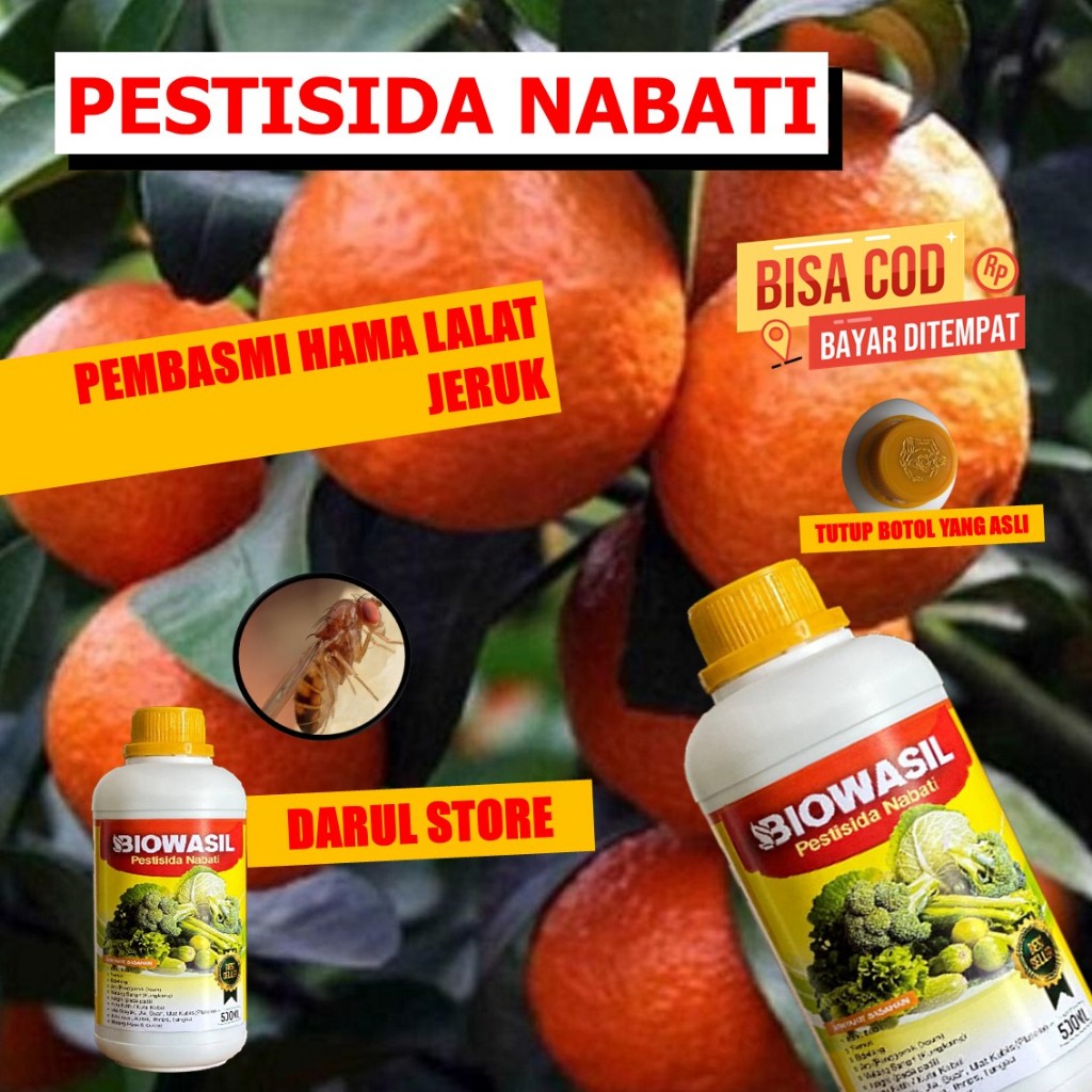 Insektisida Hama Lalat Buah Jeruk limau BIOWASIL Pupuk Pengendali Lalat Sayuran Pada Jeruk Limau Oba