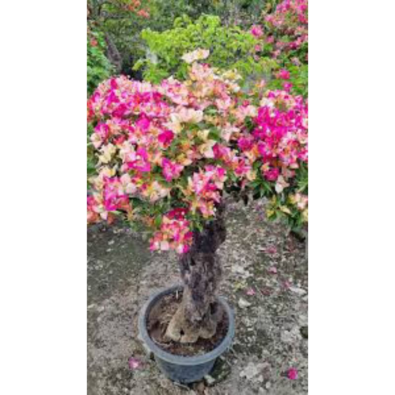 Bougenville sufia India