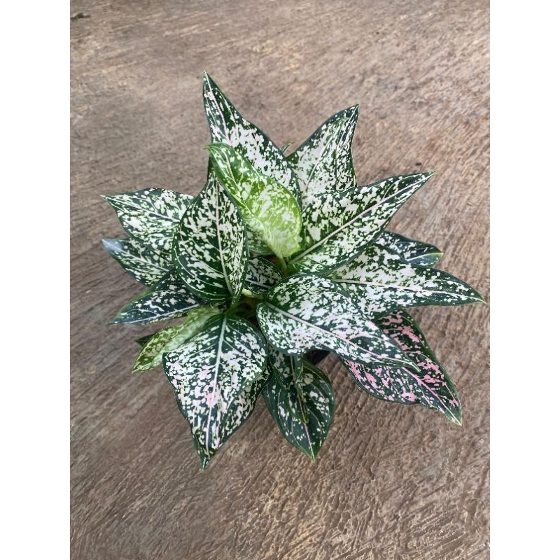 aglonema siti nurbaya remaja lokal