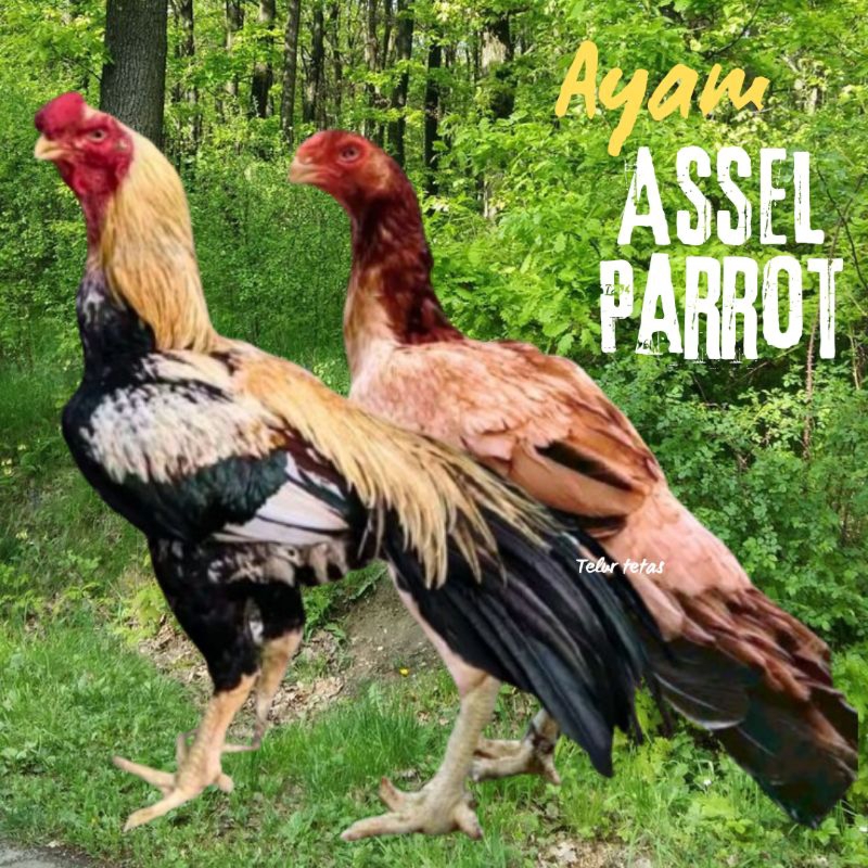 

telur ayam assel Parrot ori bisa untuk di tetaskan