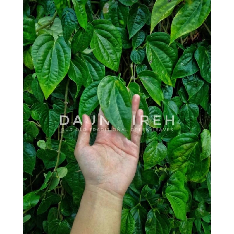 

Daun sirih Suruh Serih Fresh Segar 100% Asli Per Lembar