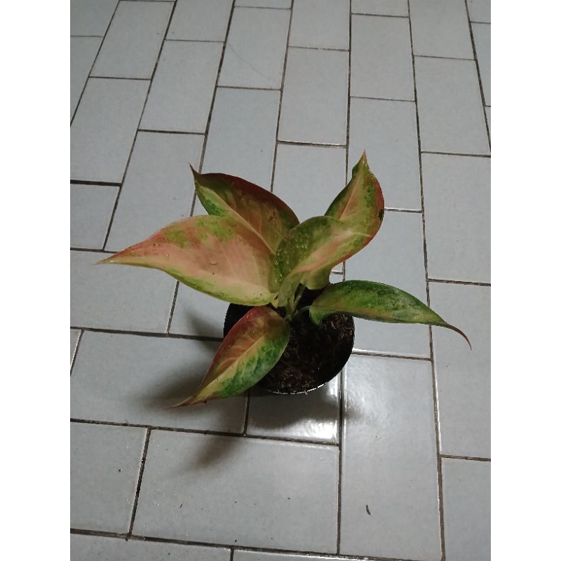 aglaonema anakan golden baby