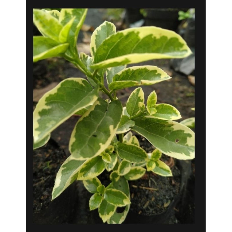 Sancang varigata /Bahan bonsai sancang varigata