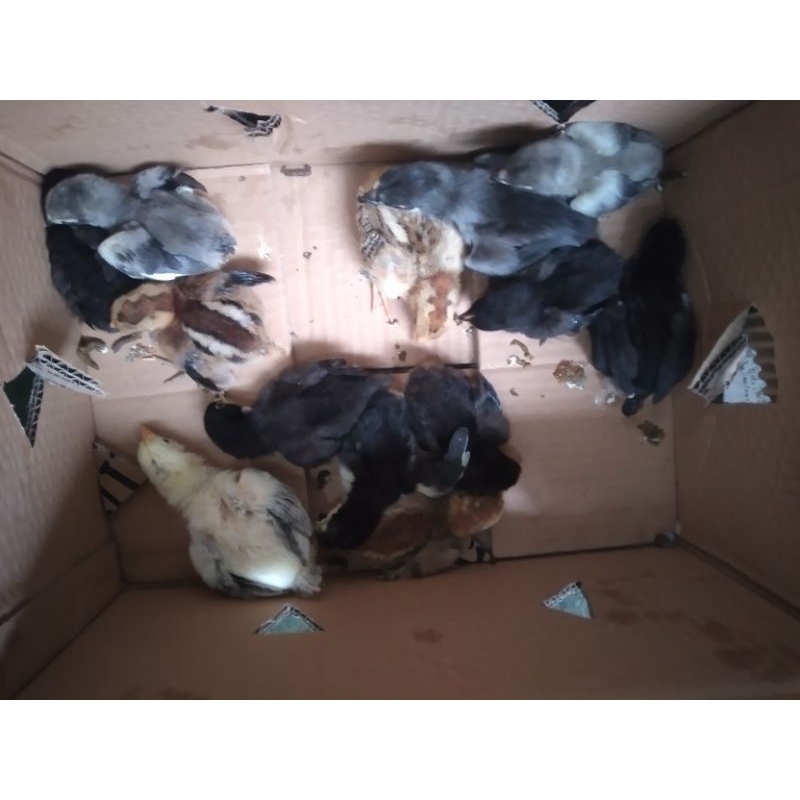 DOC AYAM KAMPUNG UNGGULAN KUB, ANAK AYAM KAMPUNG UNGGULAN KUB, DOC AYAM KAMPUNG JAWA, ANAK AYAM KAMP