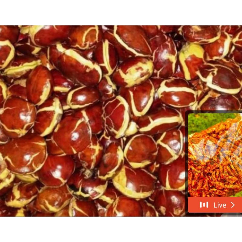 

JENGKOLSEGAR1kG