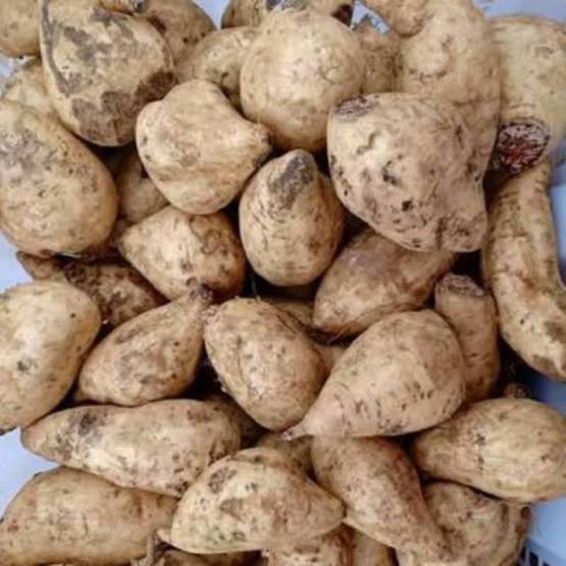 

ubi putih 500 gram