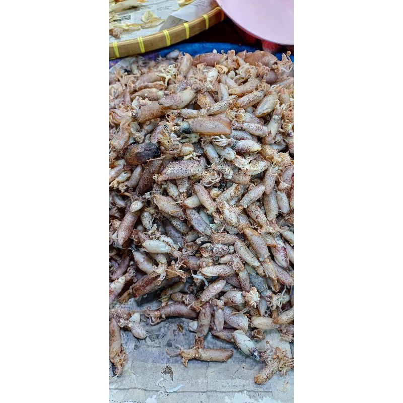 

Baby Cumi 3/4Cm