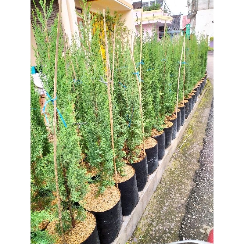 pohon hidup cemara lilin tinggi 1 meter