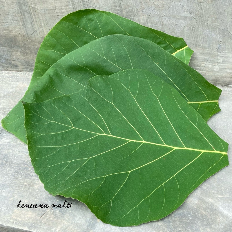 

Daun Jati Segar | Daun Jati Fresh | Daun Jati Pilihan