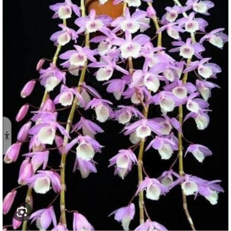 Anggrek Dendro Aphyllum