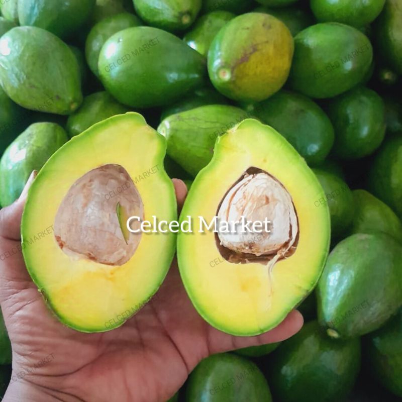 

ALPUKAT MENTEGA LAMPUNG | ALPOKAT MENTEGA LAMPUNG | AVOCADO LAMPUNG