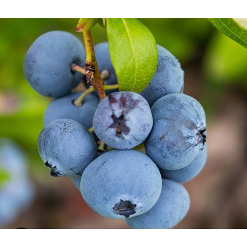 bibit blueberry