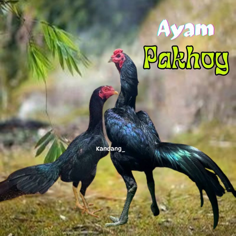 

telur ayam pakhoy full brakot bulu hitam pekat