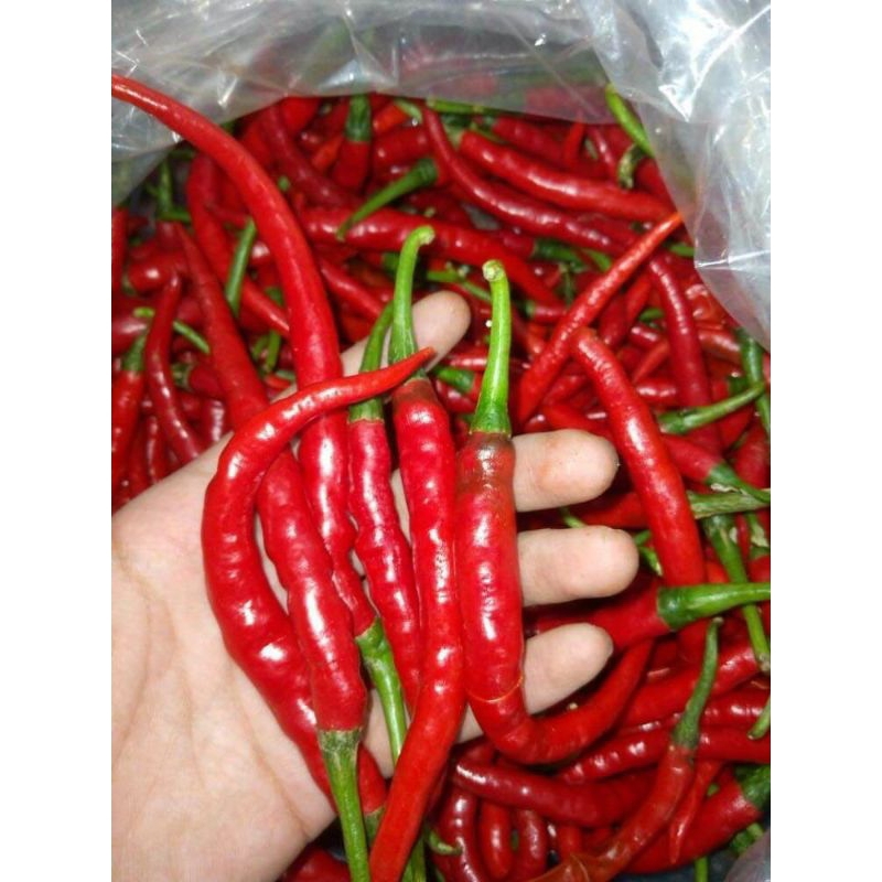 

Termurah Cabe Merah Keriting 1Kg / Cabe Keriting Merah 1kg dijamin fresh segar
