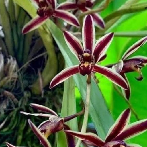 Anggrek Cymbidium bicolor