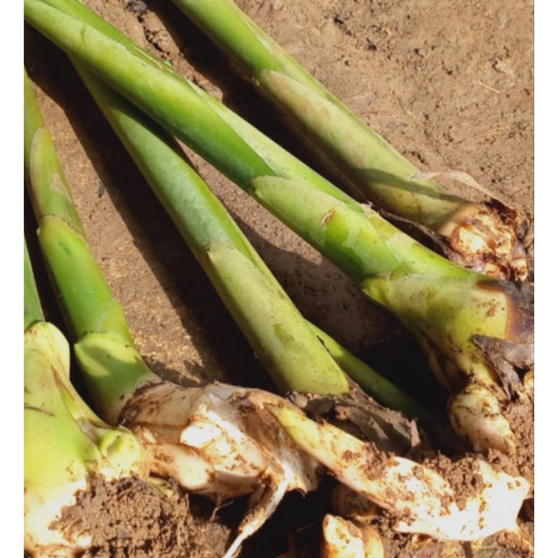 Jual 2 bibit kecombrang putih siap tanam